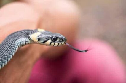 how to care for a baby garter snake