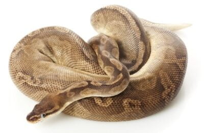 The Most Expensive And Rarest Ball Python Morph Revealed,Juniper Ground Cover