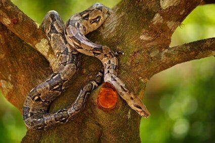 what food does a boa constrictor eat?