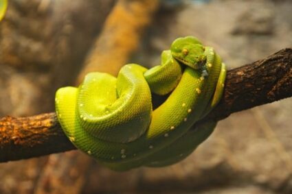 Green Tree Python Color Morphs