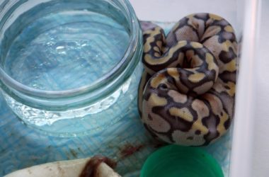 How Fast Do Baby Ball Pythons Grow?