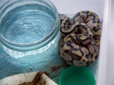 How Fast Do Baby Ball Pythons Grow?