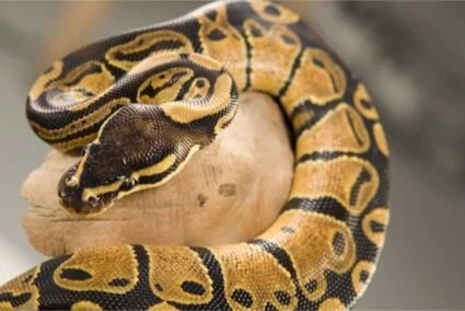 corn snake and ball python differences