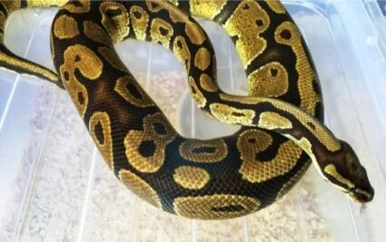 corn snake or ball python pet