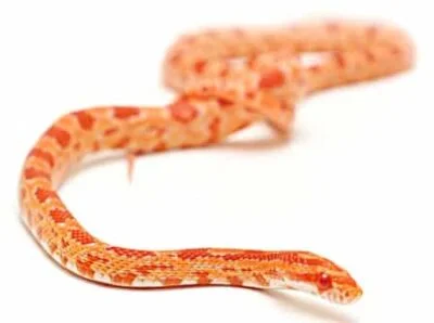 corn snake vs. ball python for beginners