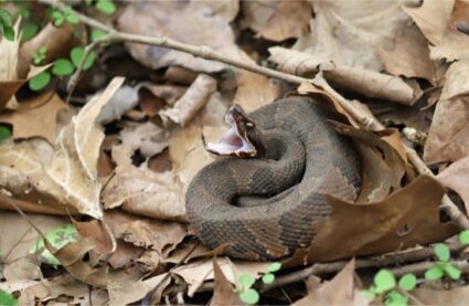 how fast can a cottonmouth kill you?