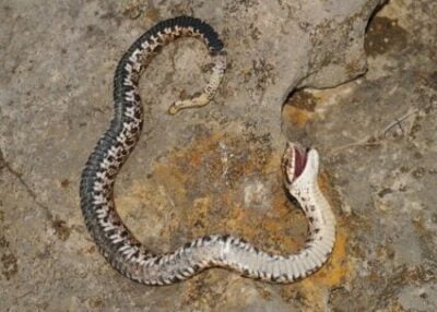 snake died suddenly