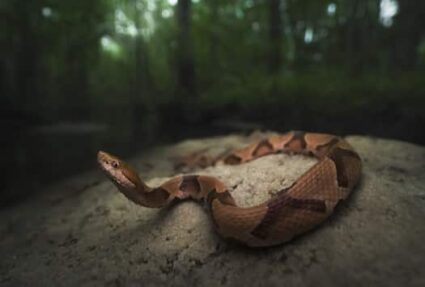 venomous snake laws by state
