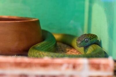 what temperature is too cold for snakes?