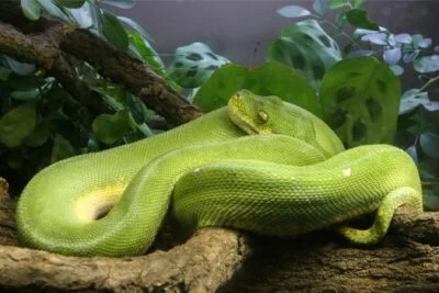 green tree pythons eating habits