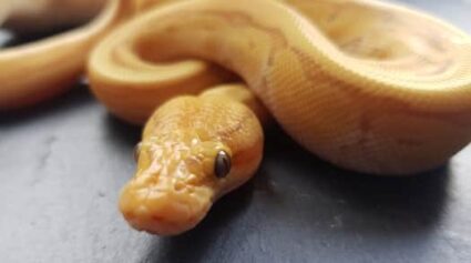 banana ball python pet snake