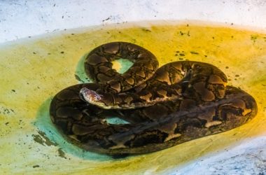 Can Snakes Have Seizures?