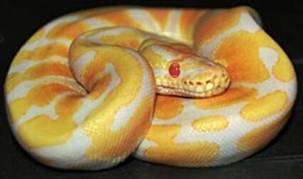 What Is a Candino Ball Python? - Snakes for Pets