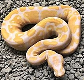difference between candy and candino ball pythons