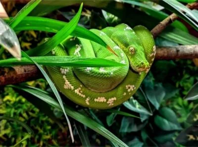 how do green tree pythons kill their prey?