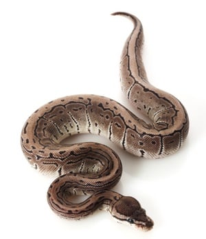 how to breed axanthic ball pythons