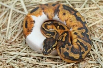 is the spider ball python banned?