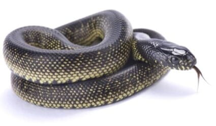 mexican black kingsnakes as pets