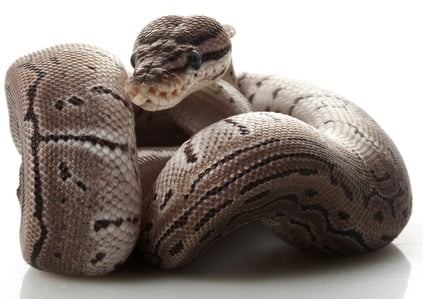 what is an axanthic ball python?