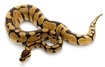what is an enchi ball python?