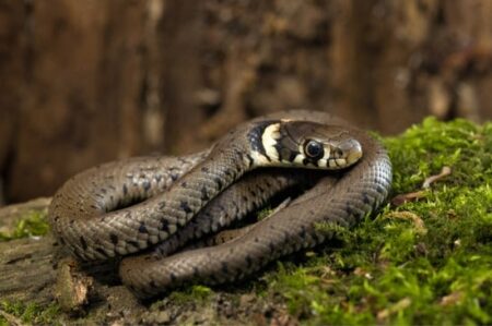 can grass snakes kill you?