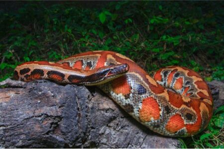 are blood pythons venomous?