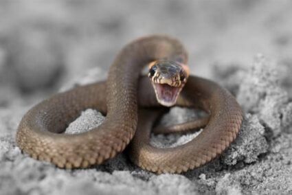 can a ringneck snake kill you?