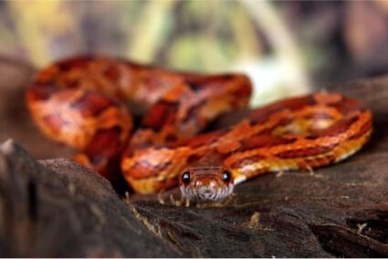 how long does It takes to tame a corn snake?