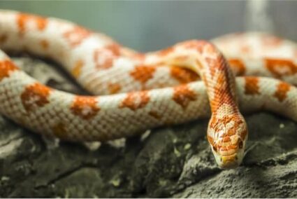 how to handle an aggressive corn snake