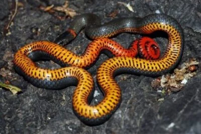 ringneck snake toxicity