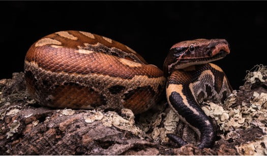 what to feed blood pythons