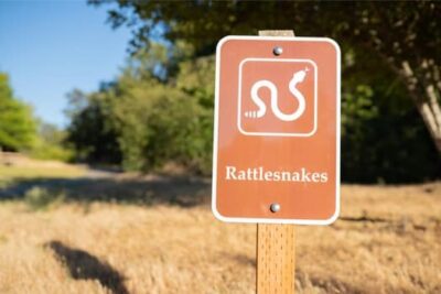 where do rattlesnakes live?