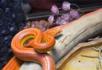 Really Interesting Corn Snake Facts
