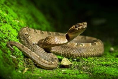 What Would Happen If Snakes Went Extinct? (with Video)