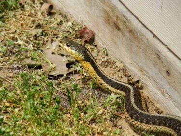 how to know if there are snakes in your yard