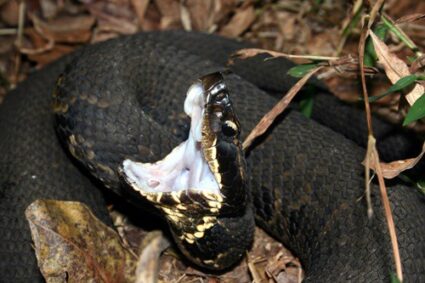 are there snakes in Tennessee lakes?