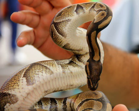 ball python looks pregnant