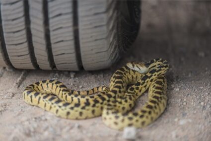 can a snake crawl up into your car?
