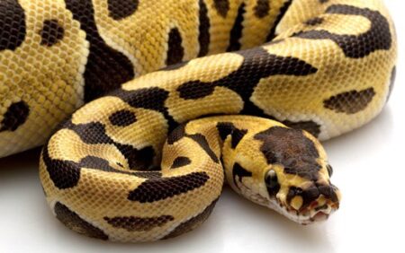 how long are ball pythons pregnant?