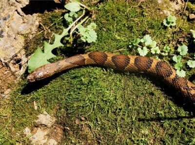 list of snakes in Tennessee