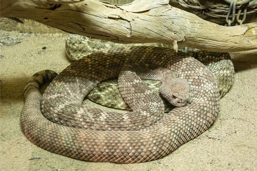 rattlesnake season in texas