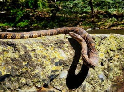 snakes found in Tennessee
