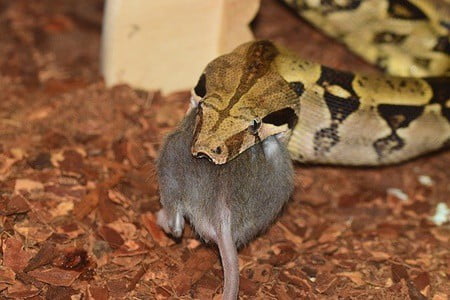 can snakes digest fur?