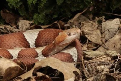 copperhead snake characteristics