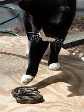 do snakes and cats get along?