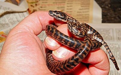 snake reproduction process