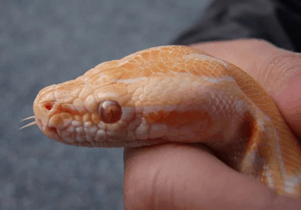 What do you need to care for a corn snake?