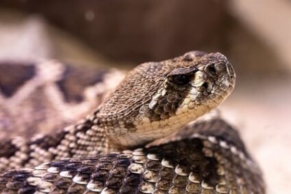 venomous-snake-eye-shape