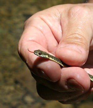caring for baby garter snakes