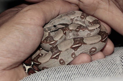 how big is a baby boa constrictor?